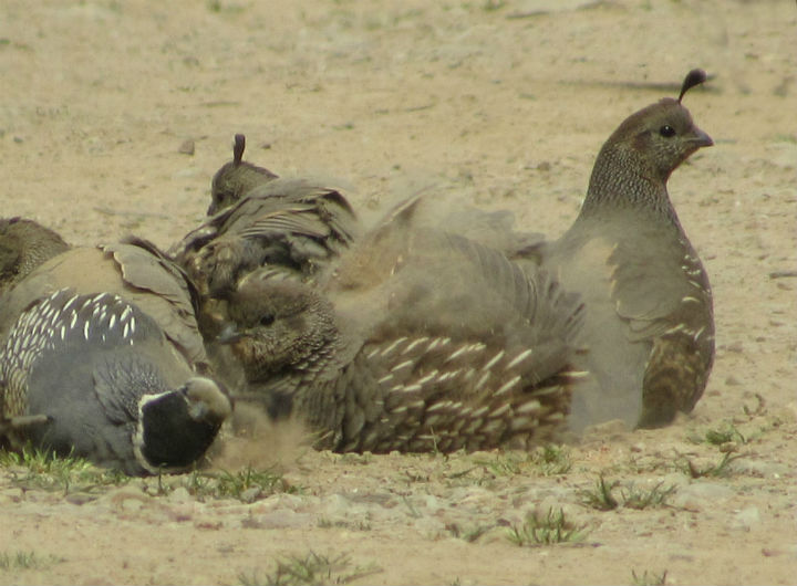 California Quail